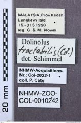 Etiketten zu Drapetes plagiatus (NHMW-ZOO-COL-0010242)